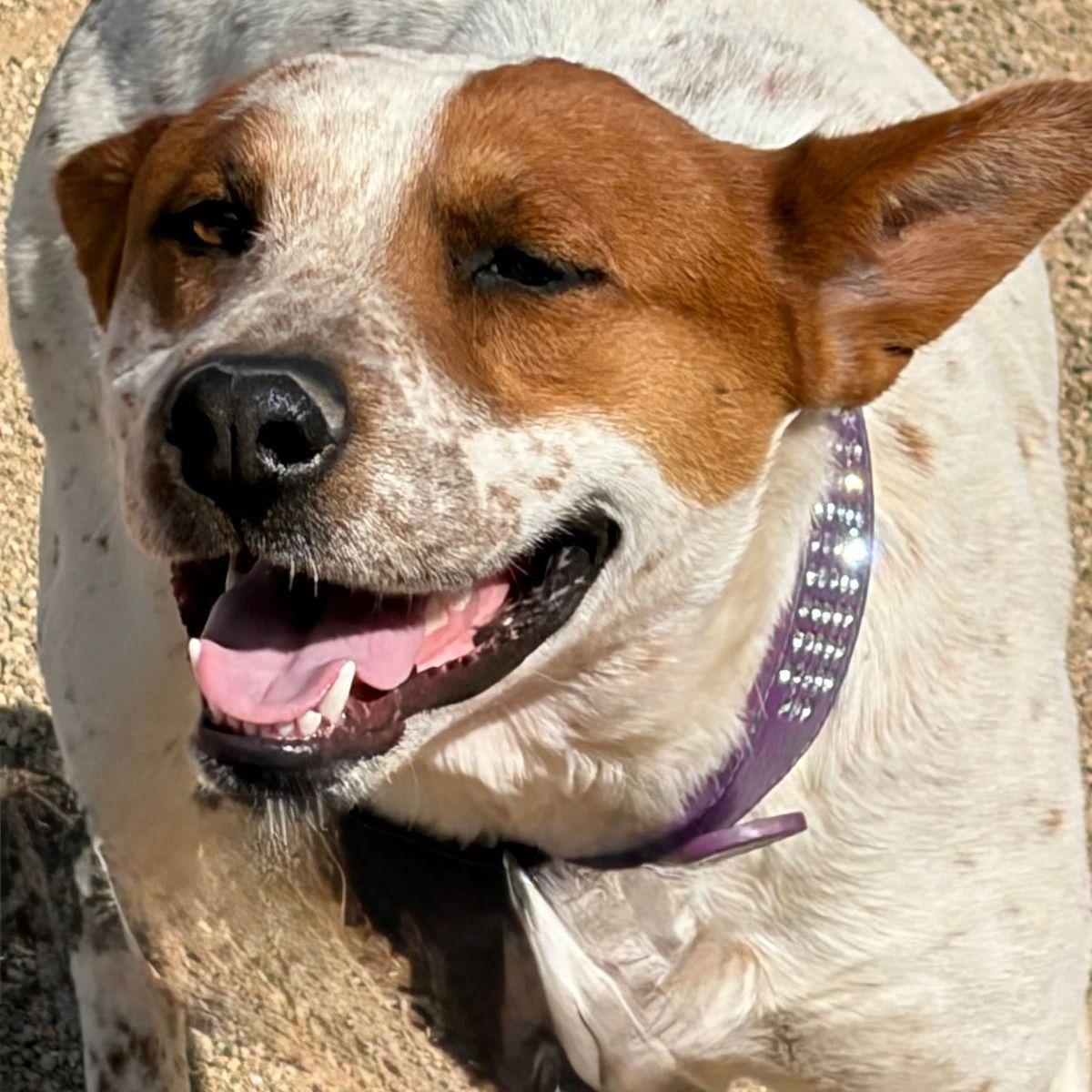 Rover/clover, Adoptable, Adult Male Cattle Dog.