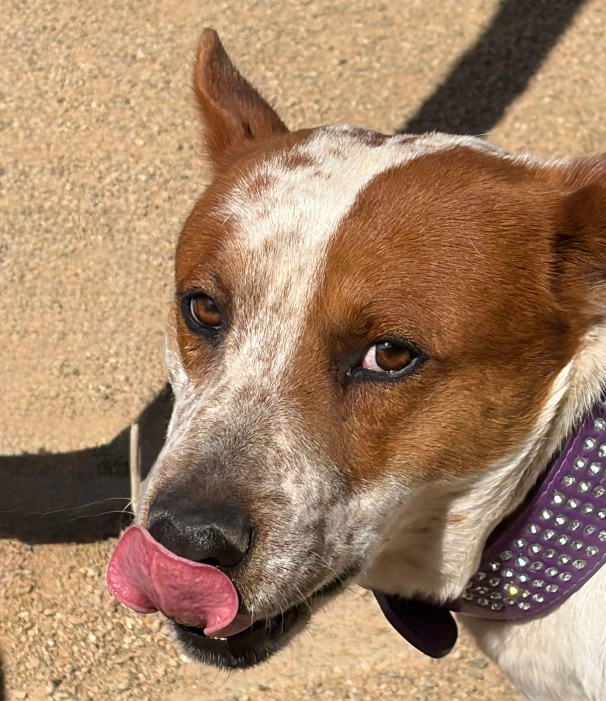 Enlarge Rover/clover, a Adoptable Cattle Dog in Kingman, AZ image 2/3