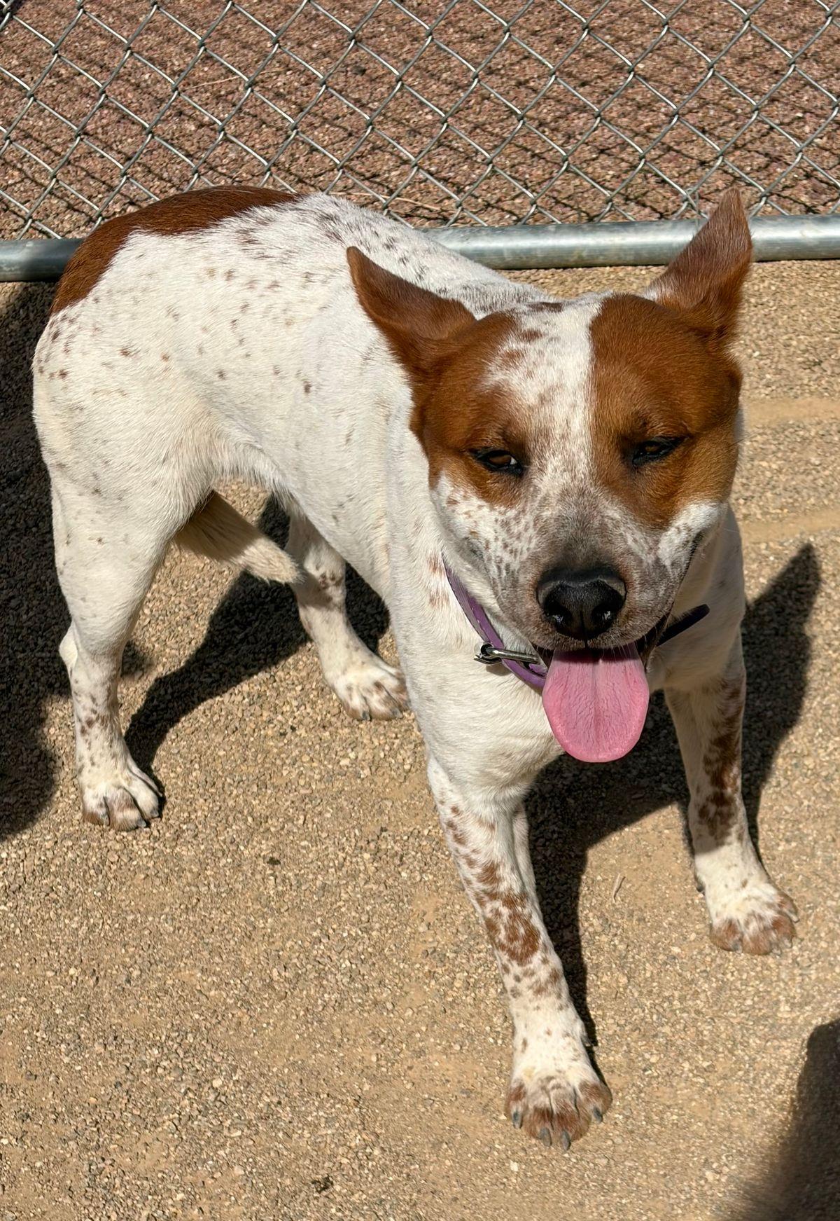 Enlarge Rover/clover, a Adoptable Cattle Dog in Kingman, AZ image 3/3