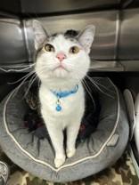 Enlarge Zoomy, a ADOPTABLE Domestic Short Hair in Manitowoc, WI image 1/1