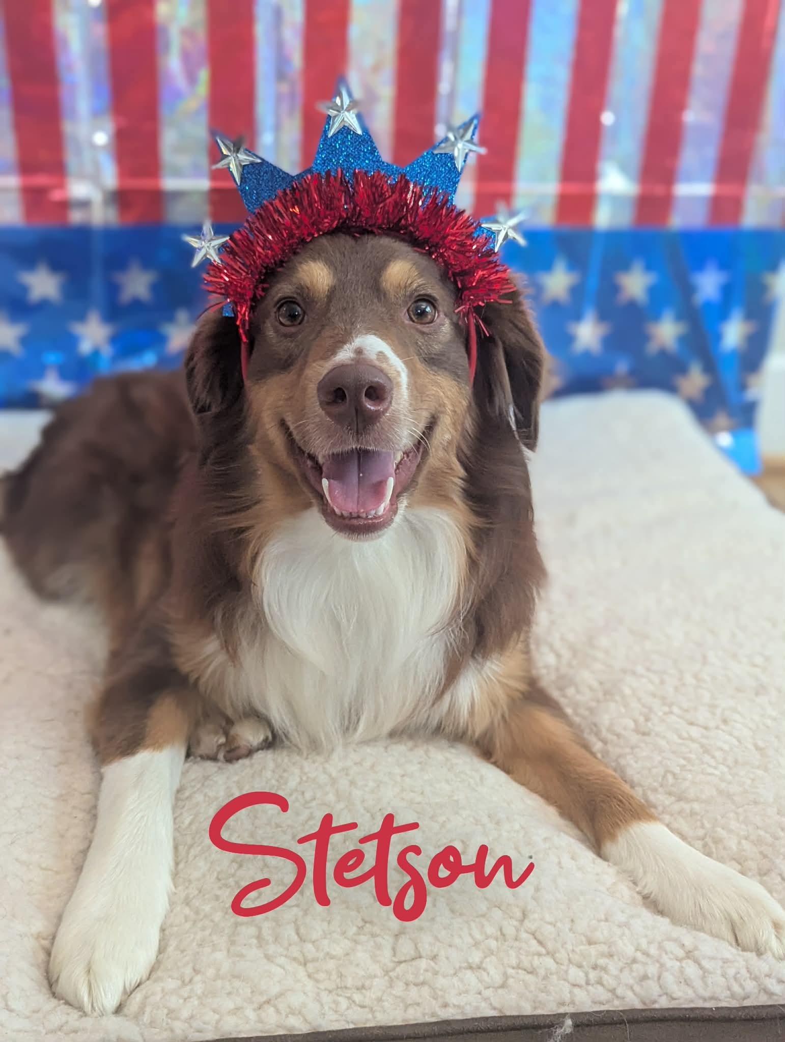 Stetson, an adopted Australian Shepherd in Elkton, VA image 2/6