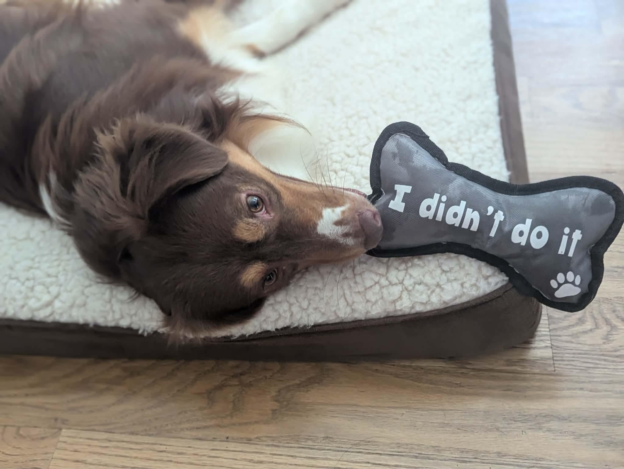 Stetson, adopted, Young Male Australian Shepherd.