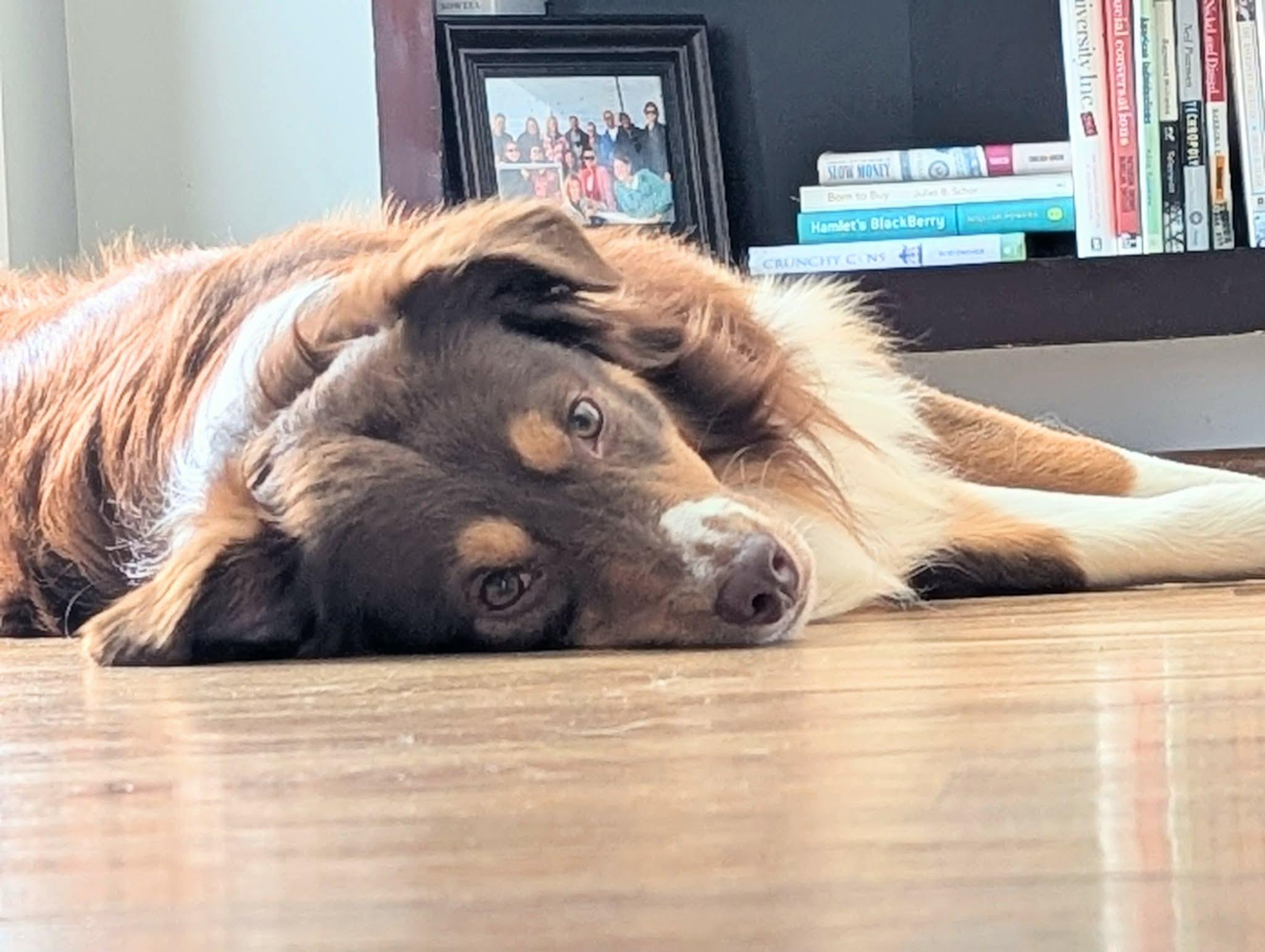 Stetson, an adopted Australian Shepherd in Elkton, VA image 3/6