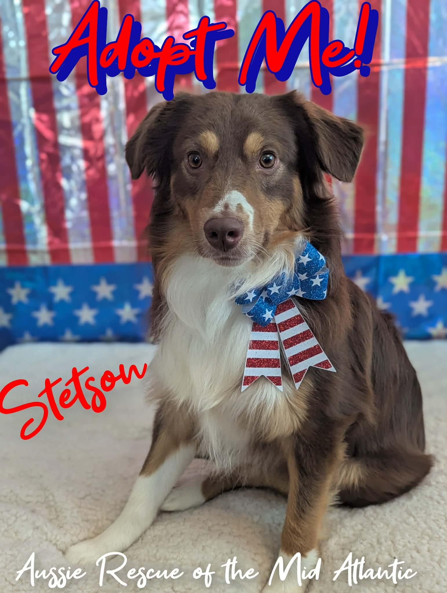 Stetson, an adopted Australian Shepherd in Elkton, VA image 4/6