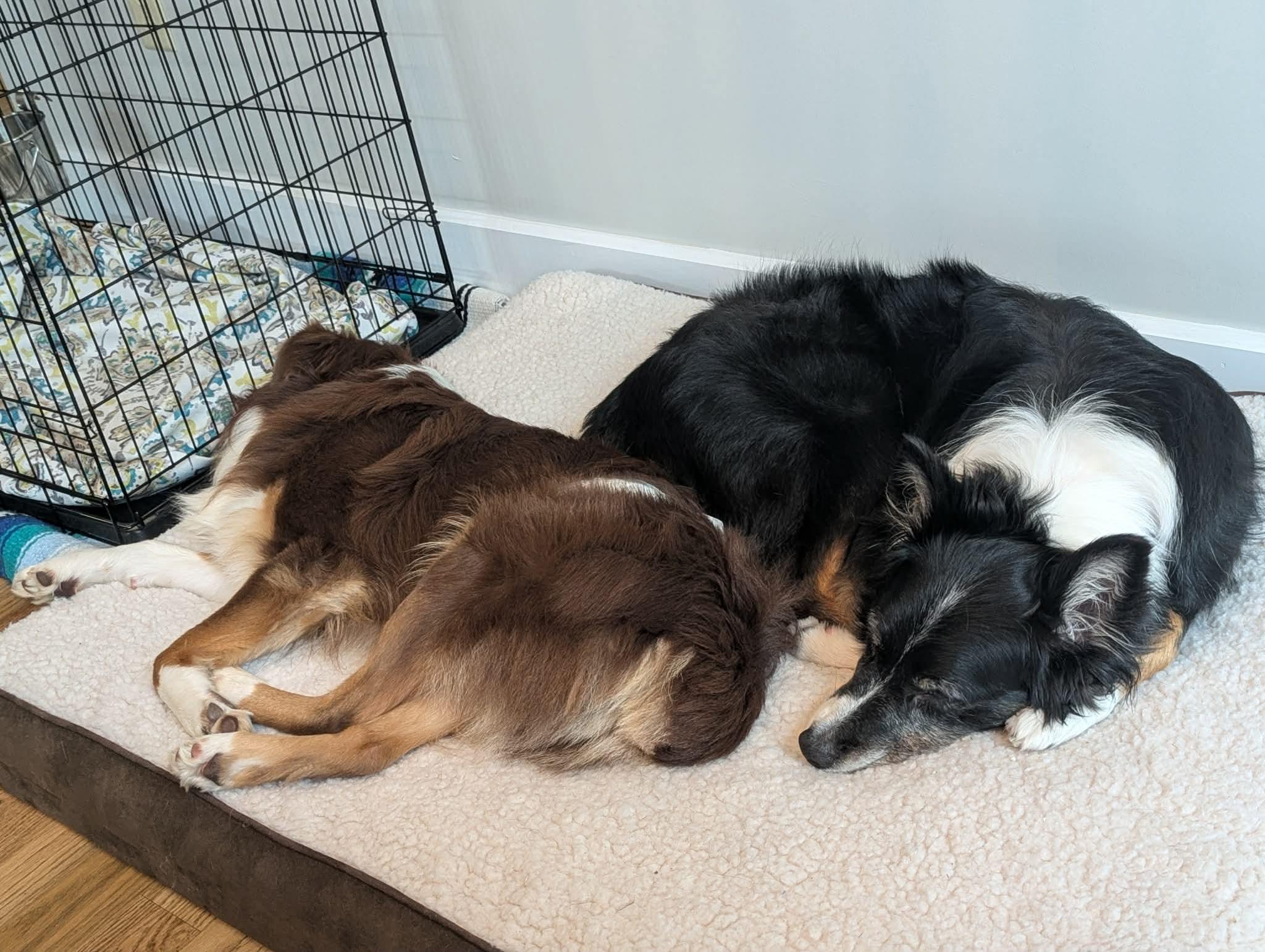 Stetson, an adopted Australian Shepherd in Elkton, VA image 6/6