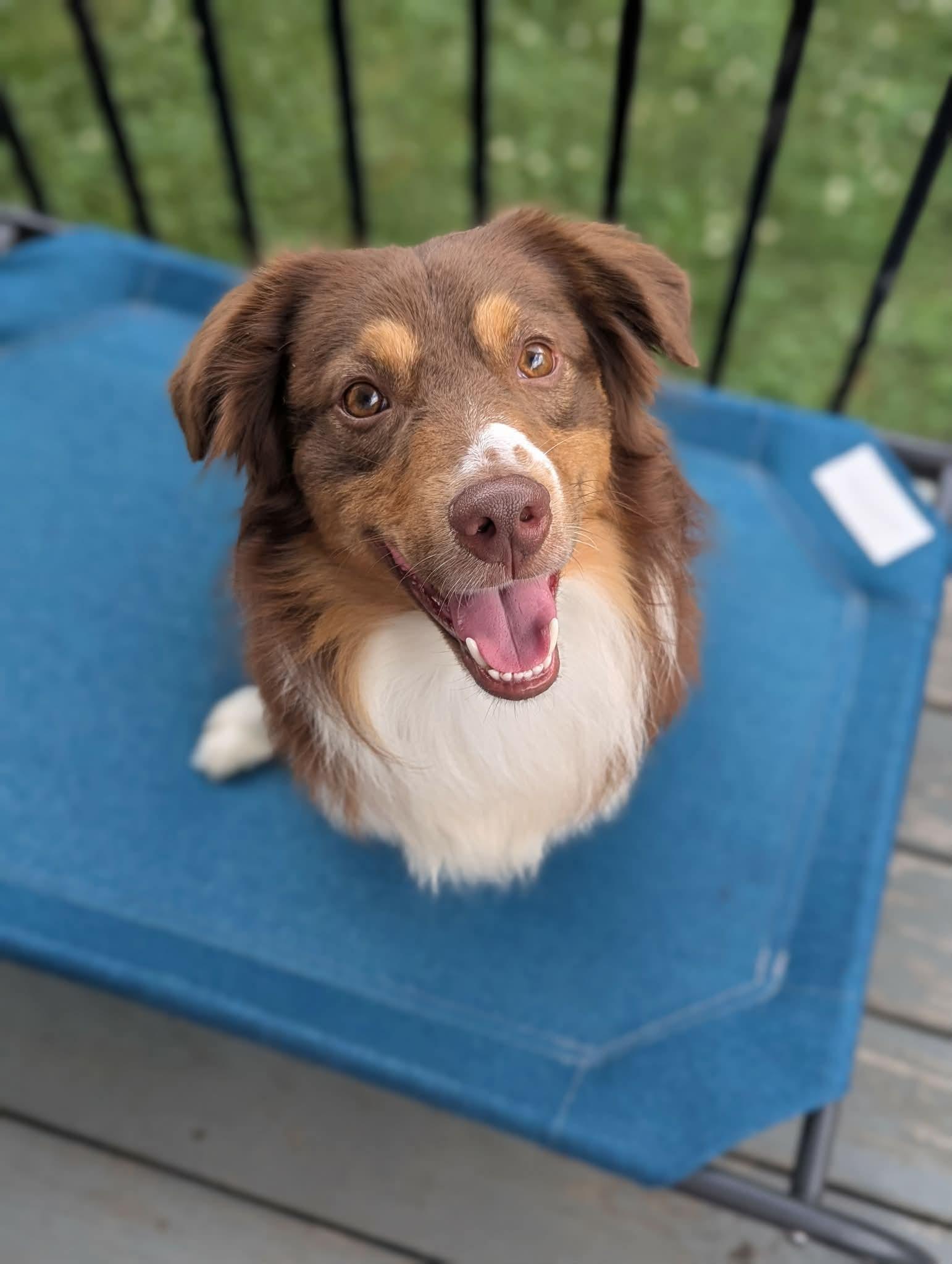 Stetson, an adopted Australian Shepherd in Elkton, VA image 5/6