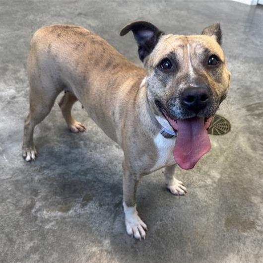 Enlarge Diva, a Adoptable Pit Bull Terrier in Melbourne, KY image 1/6