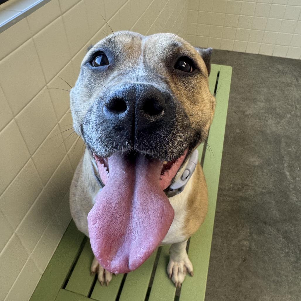 Enlarge Diva, a Adoptable Pit Bull Terrier in Melbourne, KY image 2/6