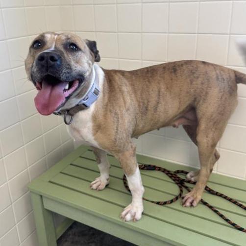 Enlarge Diva, a Adoptable Pit Bull Terrier in Melbourne, KY image 3/6
