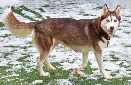 Enlarge Snow White, an adopted Siberian Husky in Cleveland, OH image 1/3