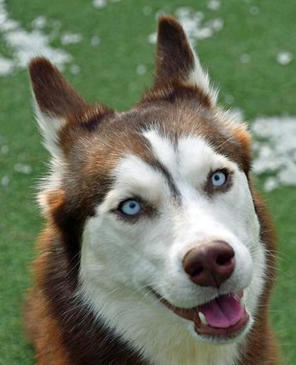 Enlarge Snow White, an adopted Siberian Husky in Cleveland, OH image 2/3