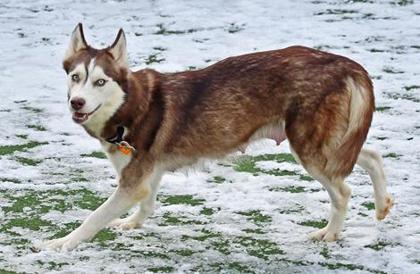 Enlarge Snow White, an adopted Siberian Husky in Cleveland, OH image 3/3