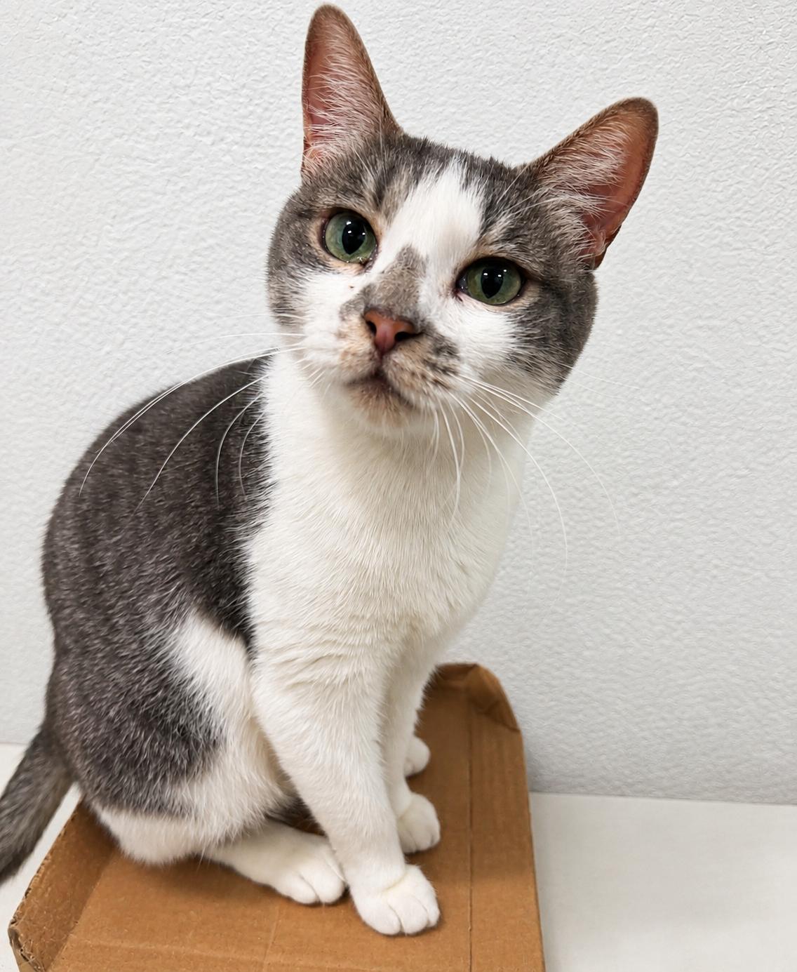 Momma Pearl, Adoptable, Adult Female Domestic Short Hair.