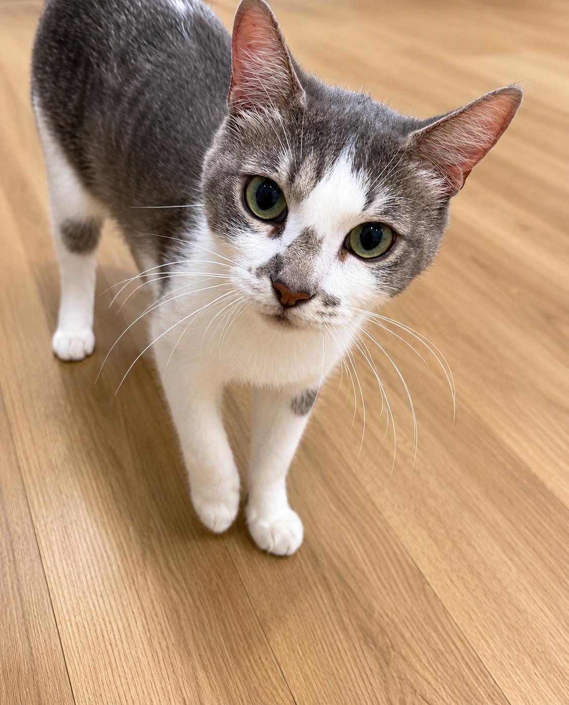 Enlarge Momma Pearl, a Adoptable Domestic Short Hair in Rio Linda, CA image 2/3