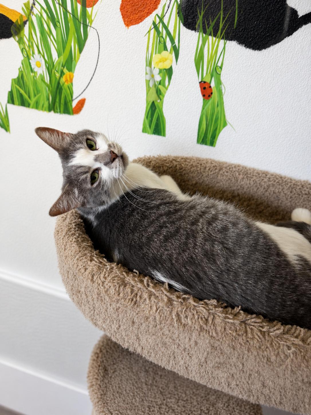 Enlarge Momma Pearl, a Adoptable Domestic Short Hair in Rio Linda, CA image 3/3