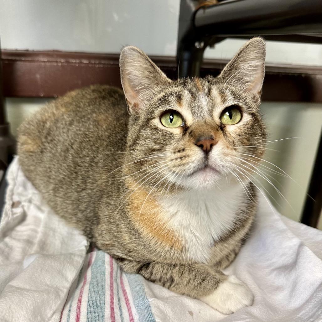 Limestone, a Adoptable Domestic Short Hair in Davenport, IA image 1/3