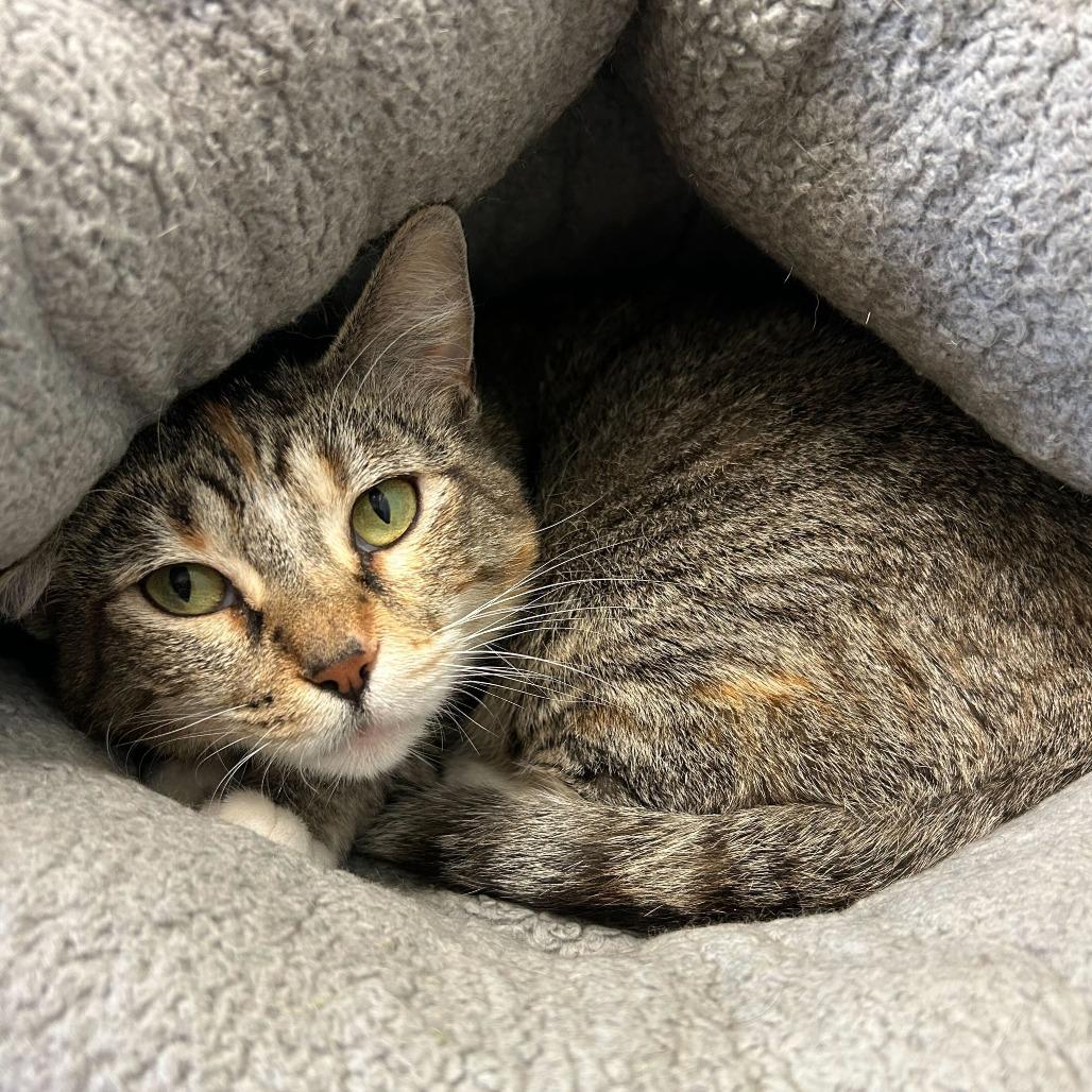 Limestone, a Adoptable Domestic Short Hair in Davenport, IA image 2/3