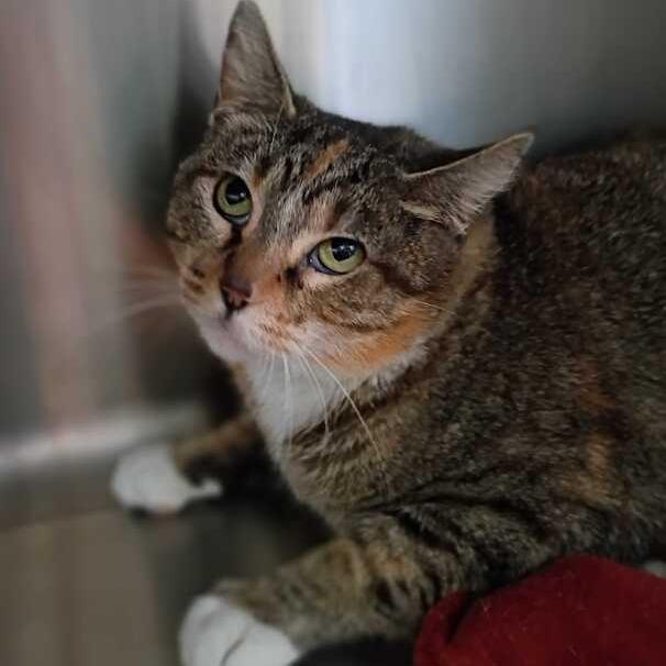 Limestone, a Adoptable Domestic Short Hair in Davenport, IA image 3/3
