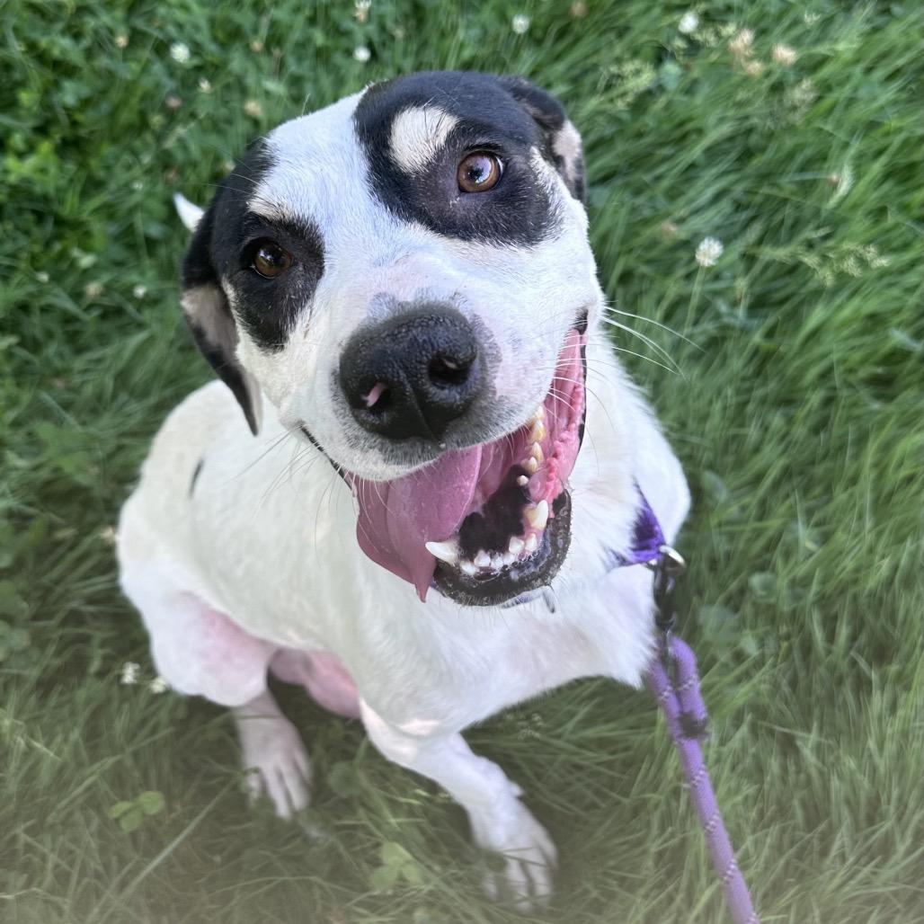 Tiki, a Adoptable mixed breed in Columbia Station, OH image 1/5