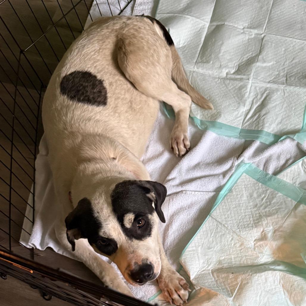 Tiki, a Adoptable mixed breed in Columbia Station, OH image 3/5