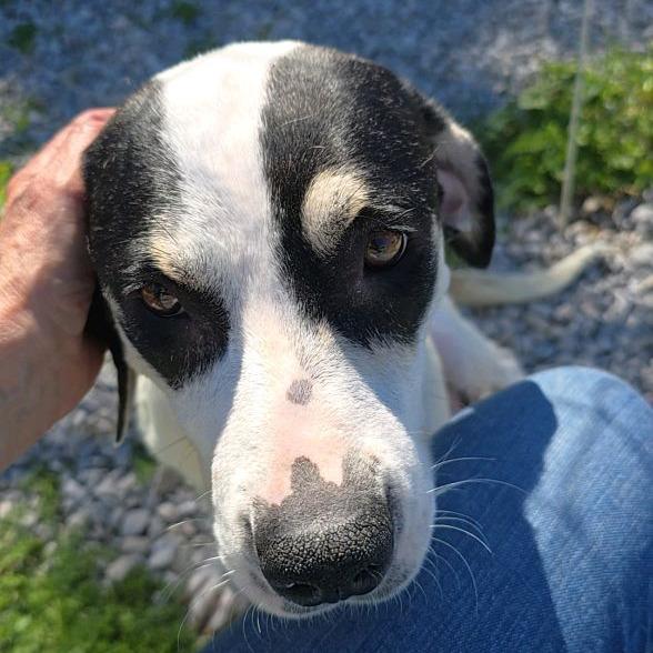 Tiki, a Adoptable mixed breed in Columbia Station, OH image 4/5