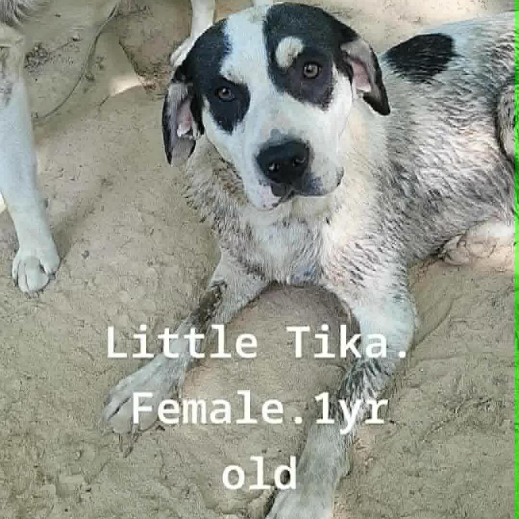 Tiki, a Adoptable mixed breed in Columbia Station, OH image 5/5