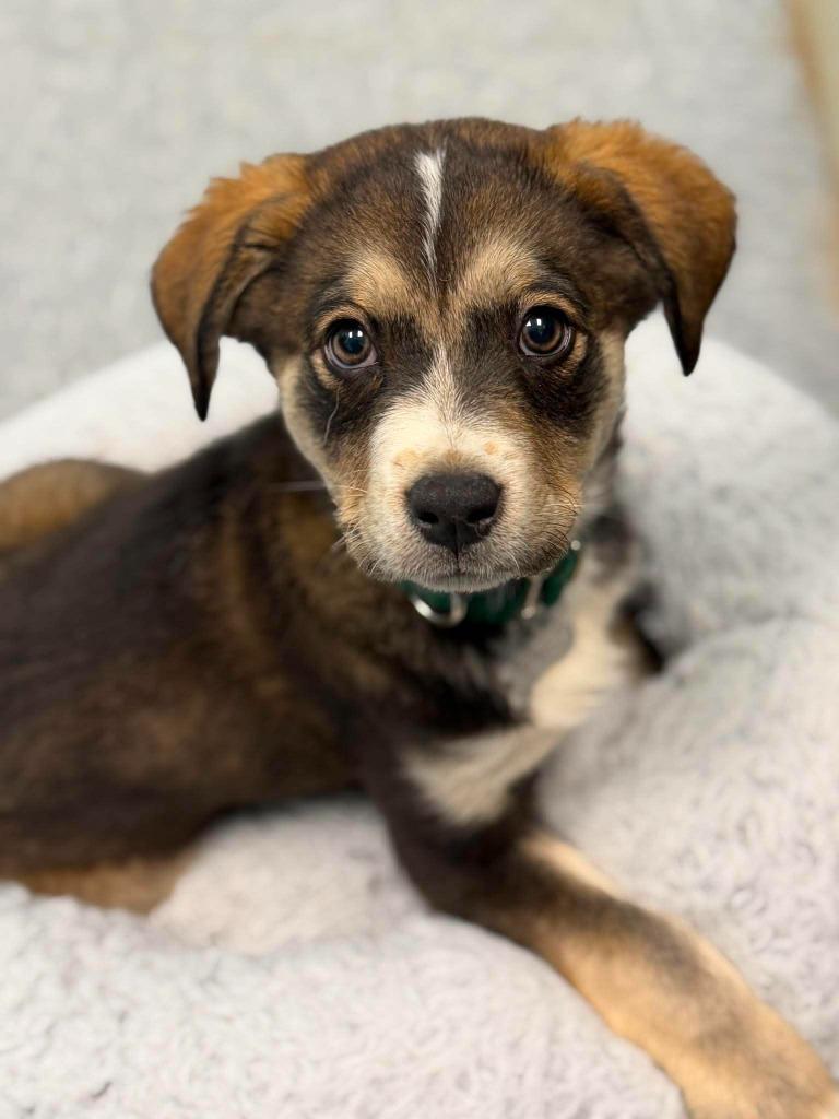 Twix, Adopted, Puppy Male Mixed Breed.