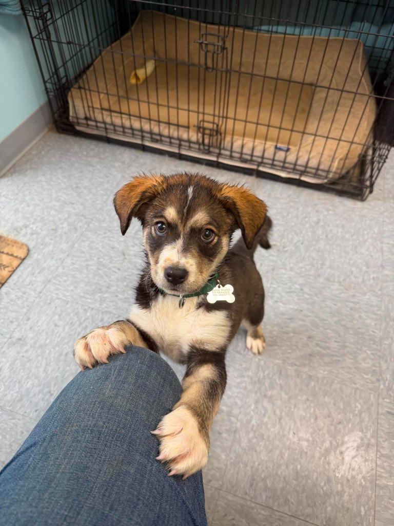 Twix, a Adopted mixed breed in Raleigh, NC image 2/6