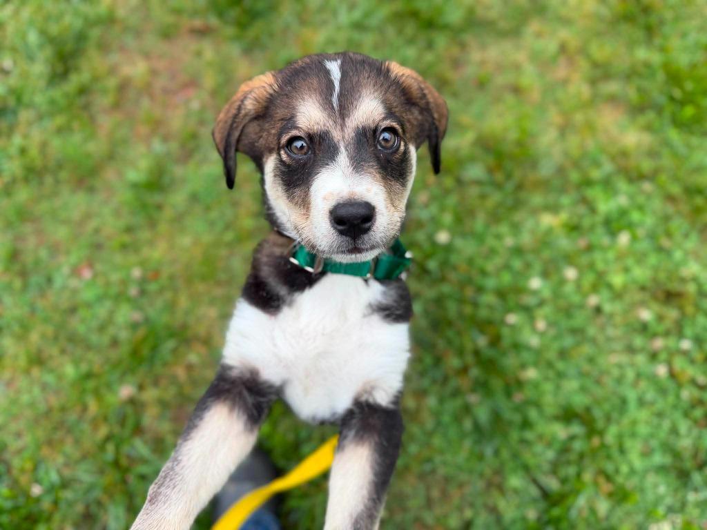 Twix, a Adopted mixed breed in Raleigh, NC image 4/6