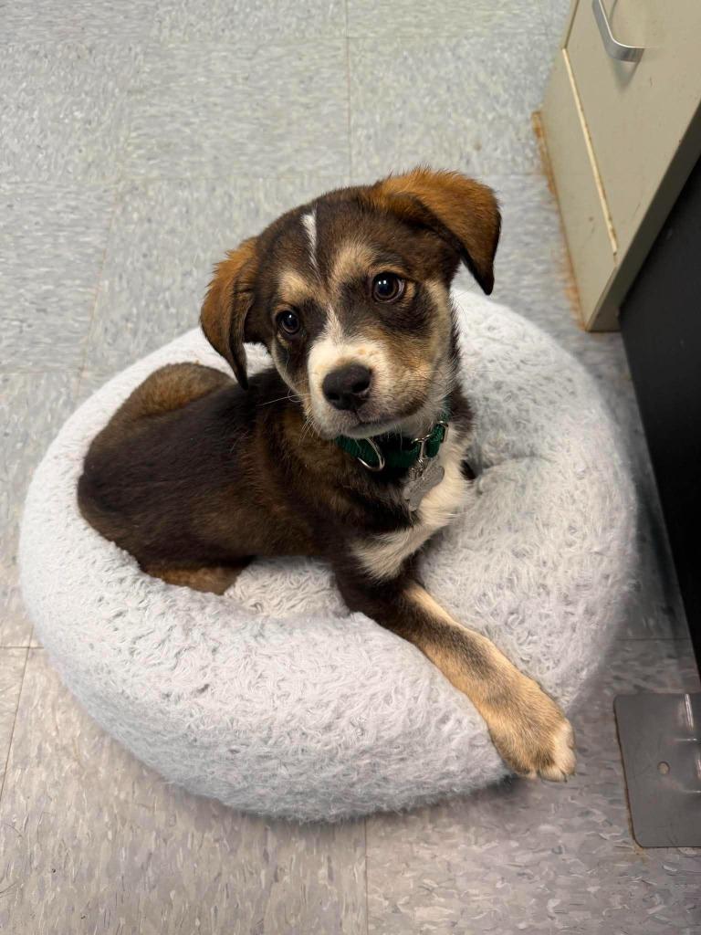 Twix, a Adopted mixed breed in Raleigh, NC image 5/6