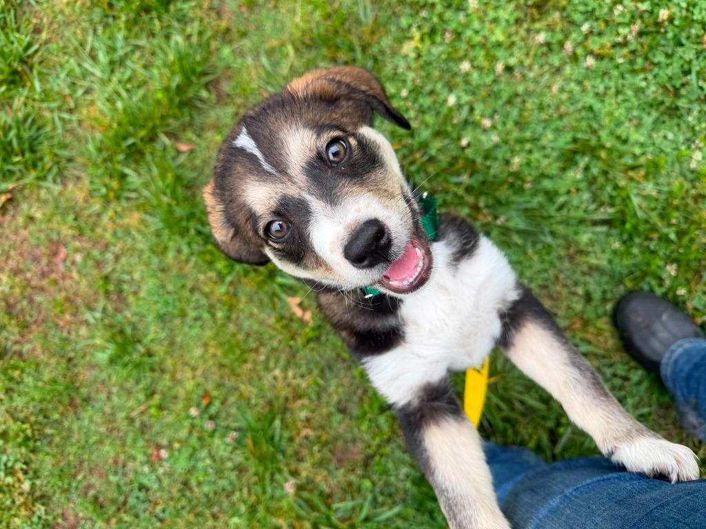 Twix, a Adopted mixed breed in Raleigh, NC image 6/6