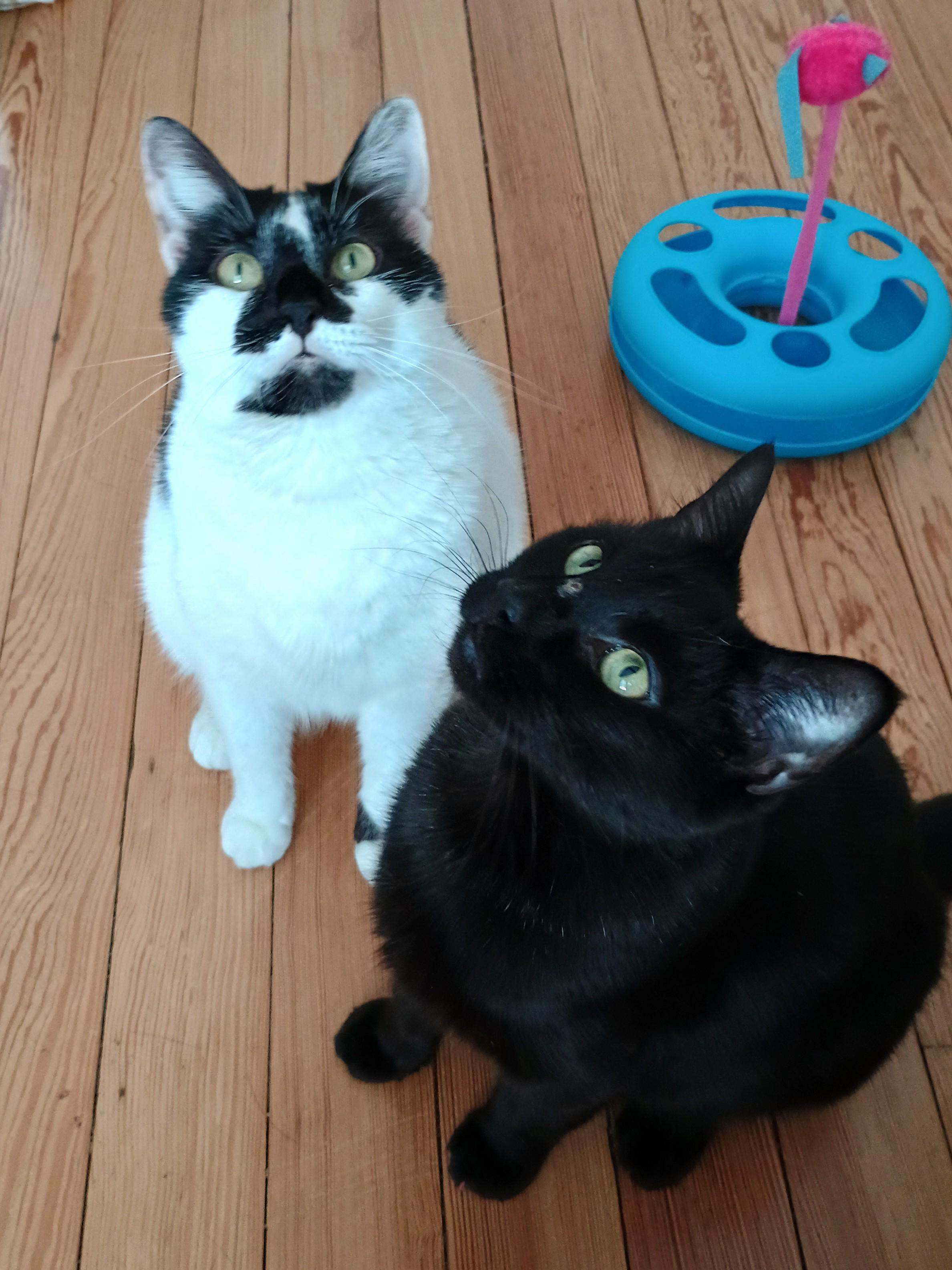 Lala and Lucy, ADOPTABLE, Adult Female Bombay & Tuxedo.