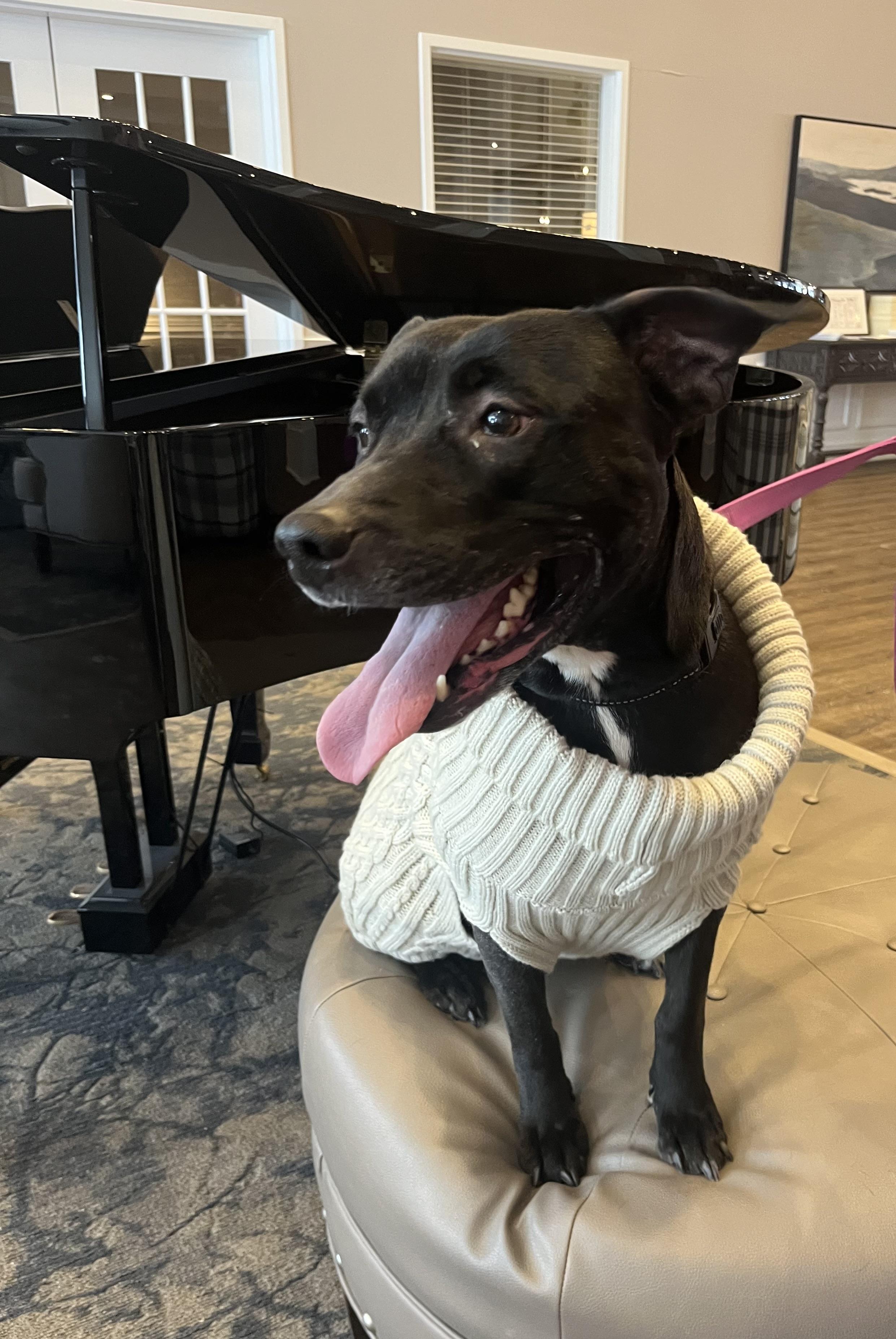 Enlarge Dahlia, an adopted mixed breed in Independence, OH image 4/6