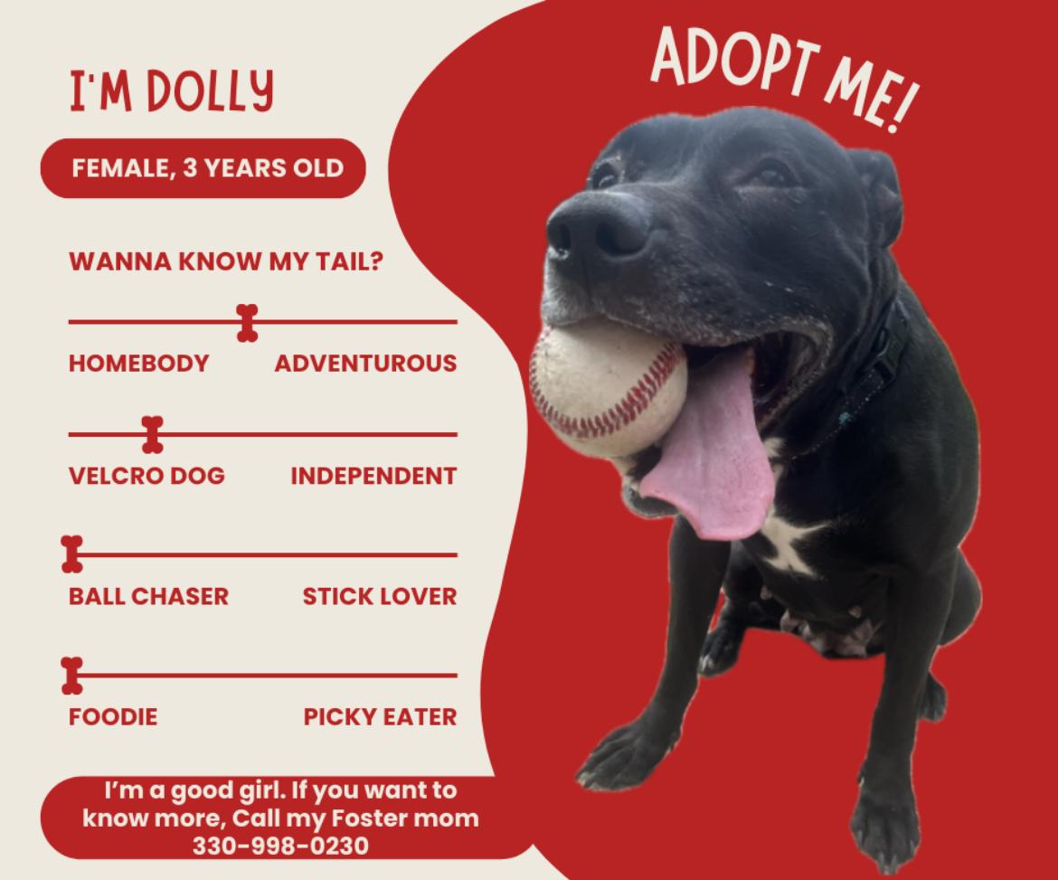 Dahlia, adopted, Adult Female Black Labrador Retriever & Staffordshire Bull Terrier.