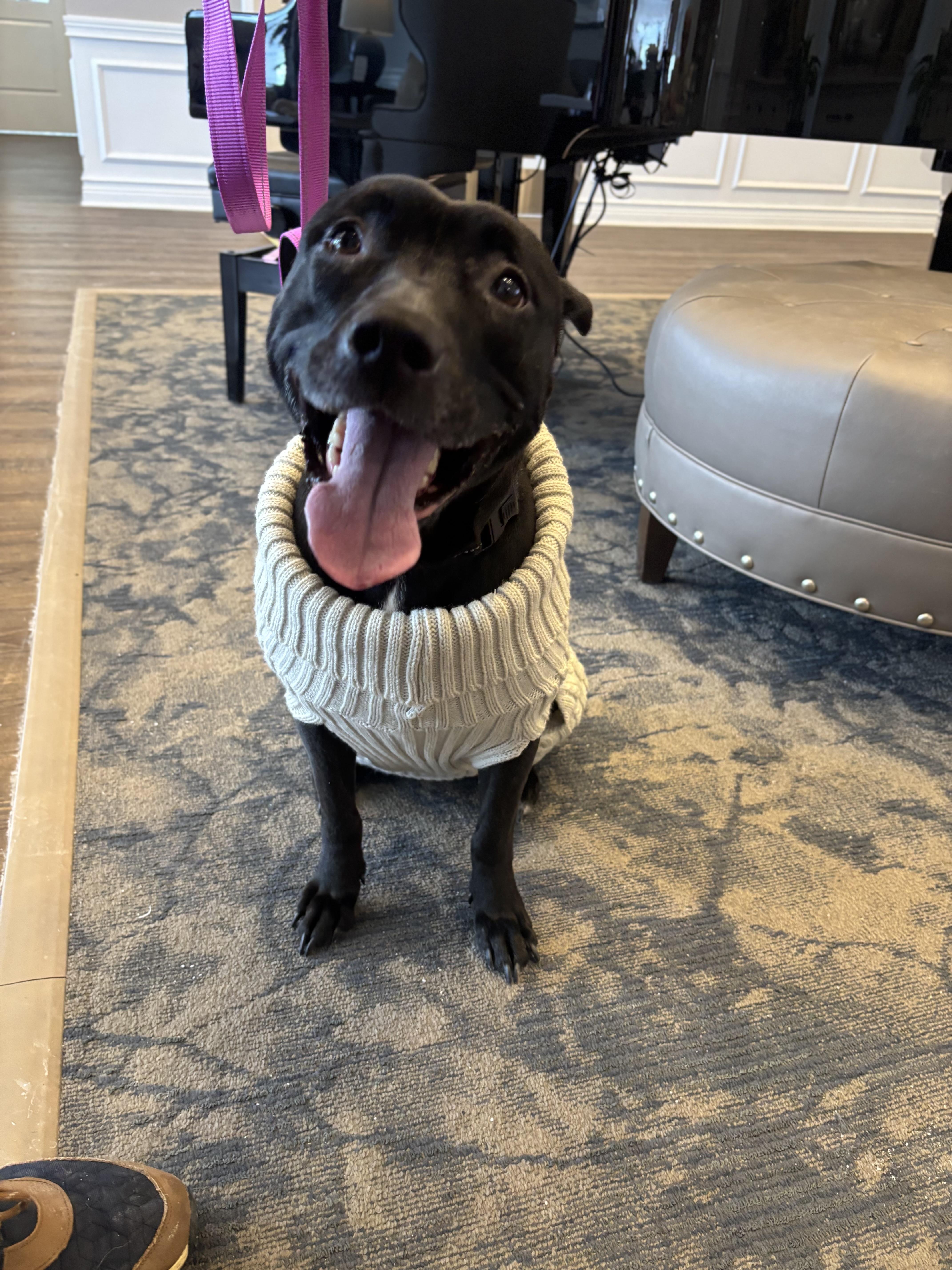 Dahlia, an adoptable Black Labrador Retriever, Staffordshire Bull Terrier in Independence, OH, 44131 | Photo Image 2