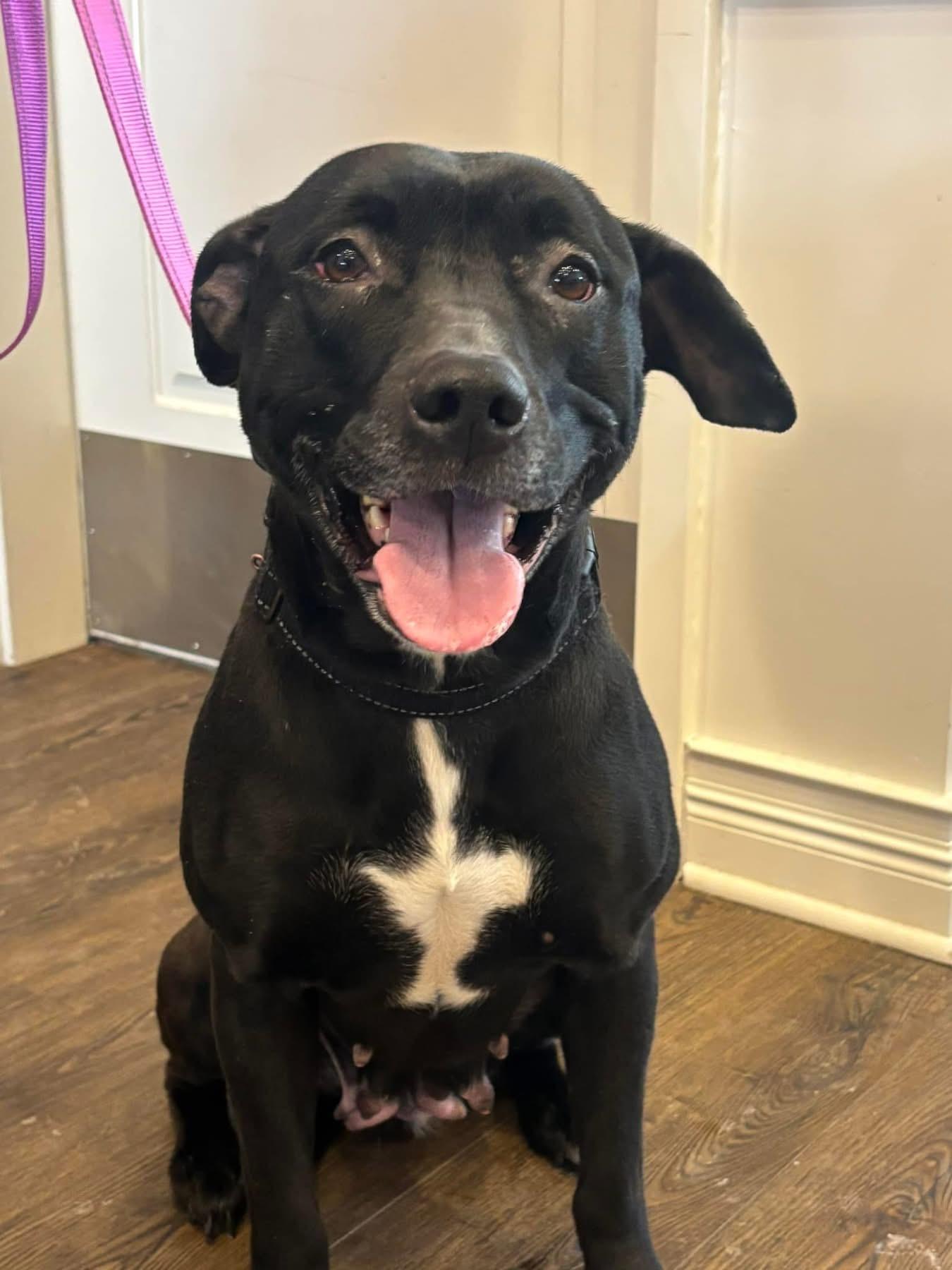 Dahlia, an adoptable Black Labrador Retriever, Staffordshire Bull Terrier in Independence, OH, 44131 | Photo Image 5