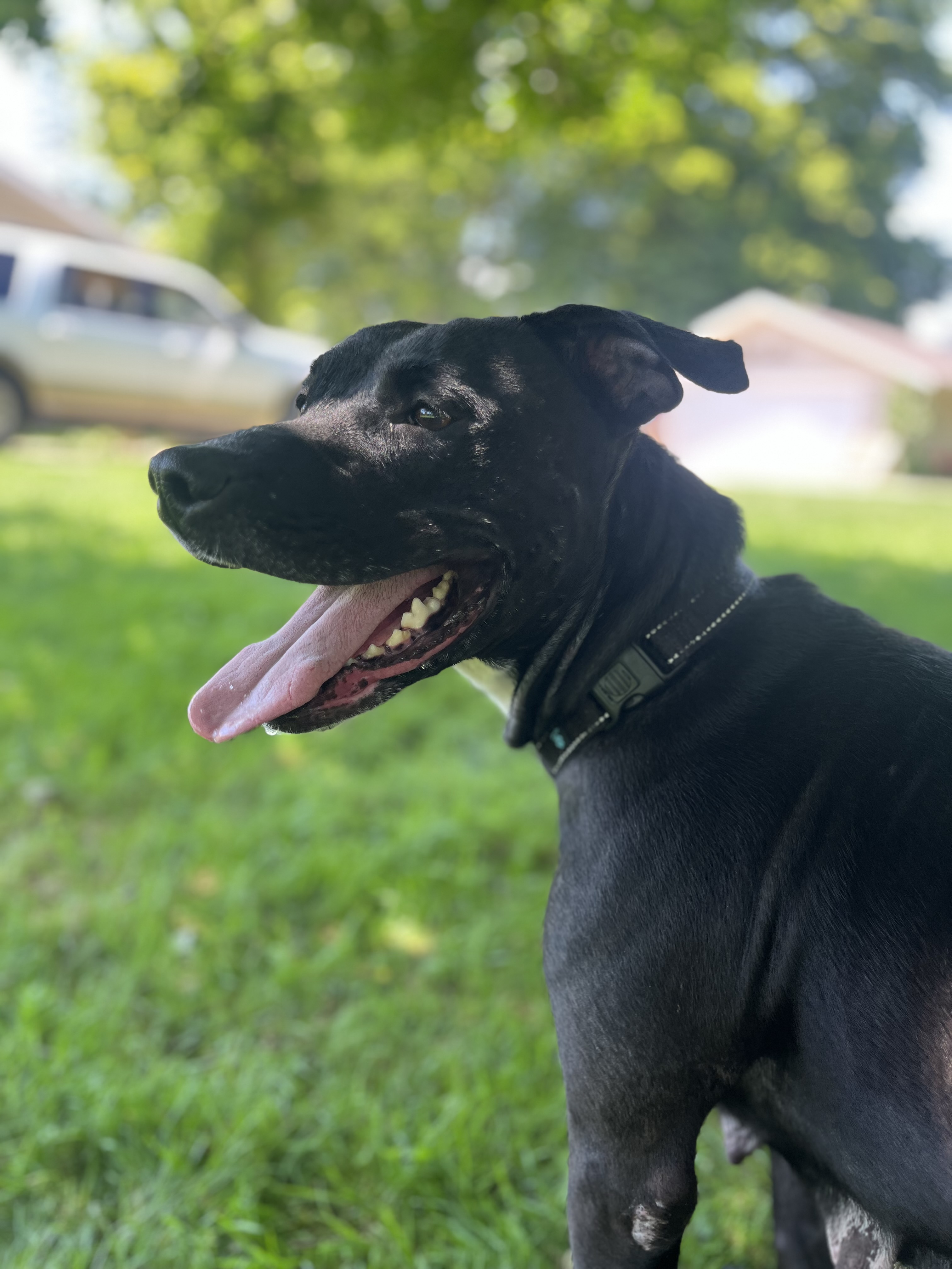 Dahlia, an adoptable Black Labrador Retriever, Staffordshire Bull Terrier in Independence, OH, 44131 | Photo Image 3