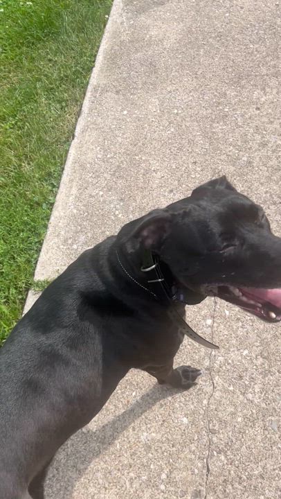 Enlarge Dahlia, an adopted mixed breed in Independence, OH video 3/6