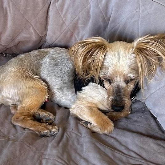 Enlarge Buckwheat, a ADOPTABLE Yorkshire Terrier in Mesquite, NV image 3/3