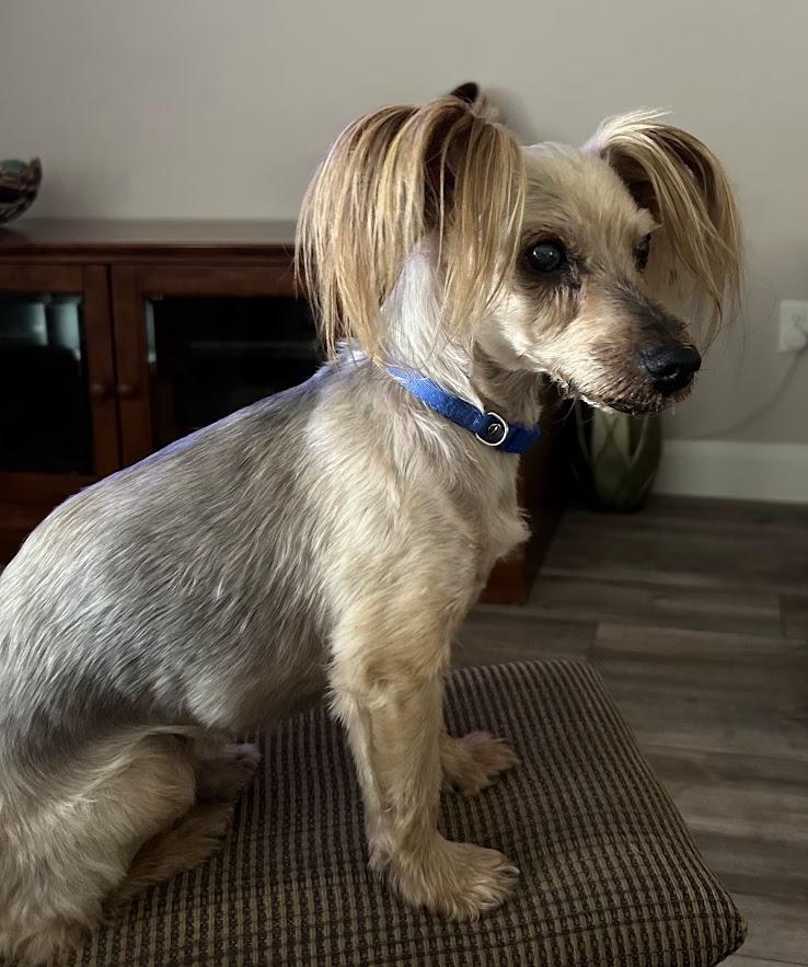 Enlarge Buckwheat, a ADOPTABLE Yorkshire Terrier in Mesquite, NV image 1/3