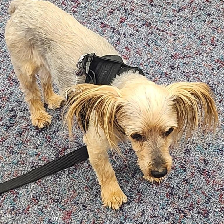 Enlarge Buckwheat, a ADOPTABLE Yorkshire Terrier in Mesquite, NV image 2/3