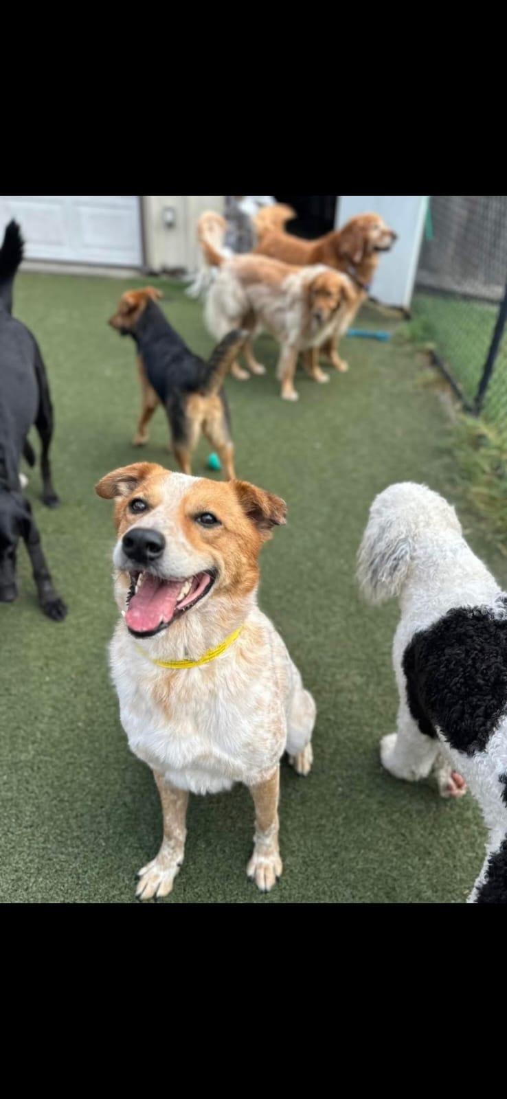 Woodrow, an adoptable Cattle Dog, Great Pyrenees in Wadena, MN, 56482 | Photo Image 3