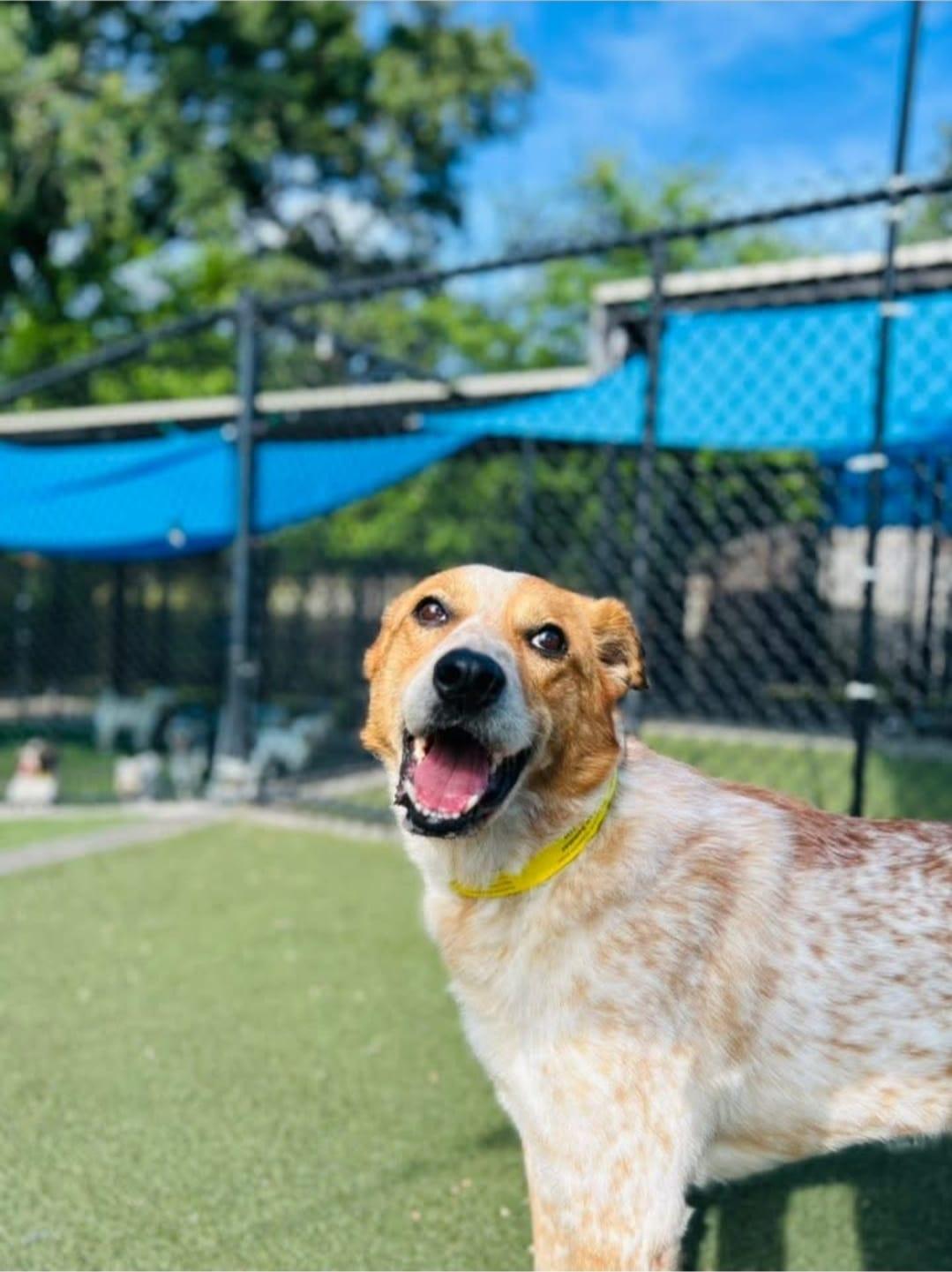 Woodrow, an adoptable Cattle Dog, Great Pyrenees in Wadena, MN, 56482 | Photo Image 2