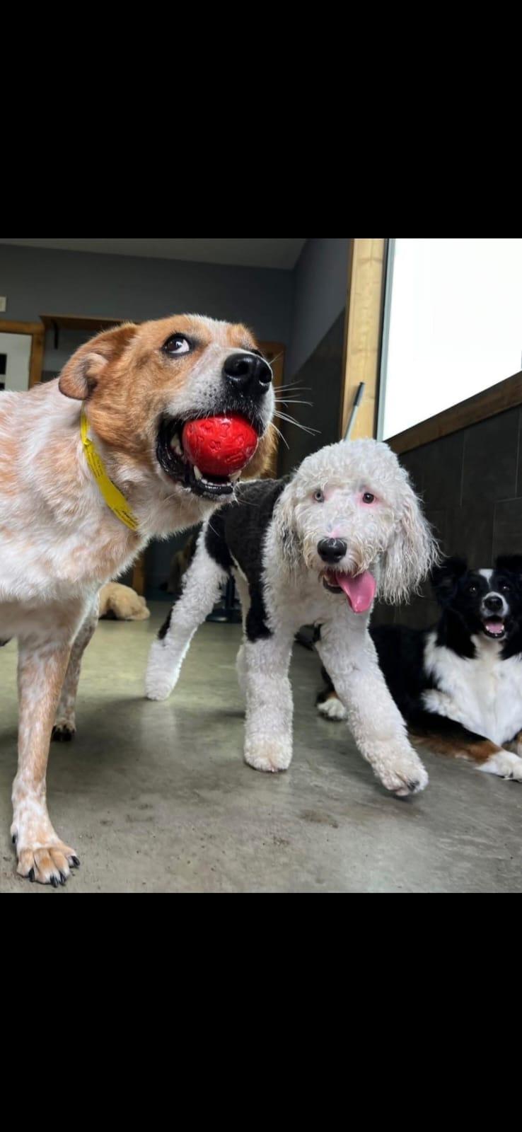 Woodrow, an adoptable Cattle Dog, Great Pyrenees in Wadena, MN, 56482 | Photo Image 1