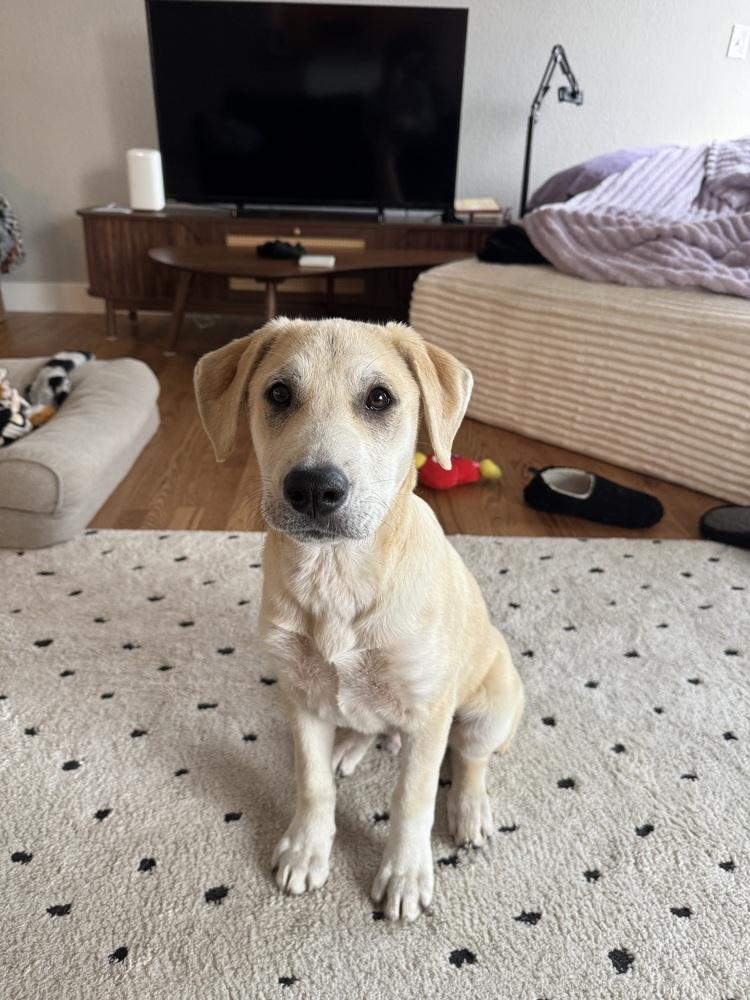 Chabot / Skipper, Adopted, Puppy Male Labrador Retriever & Mixed Breed.