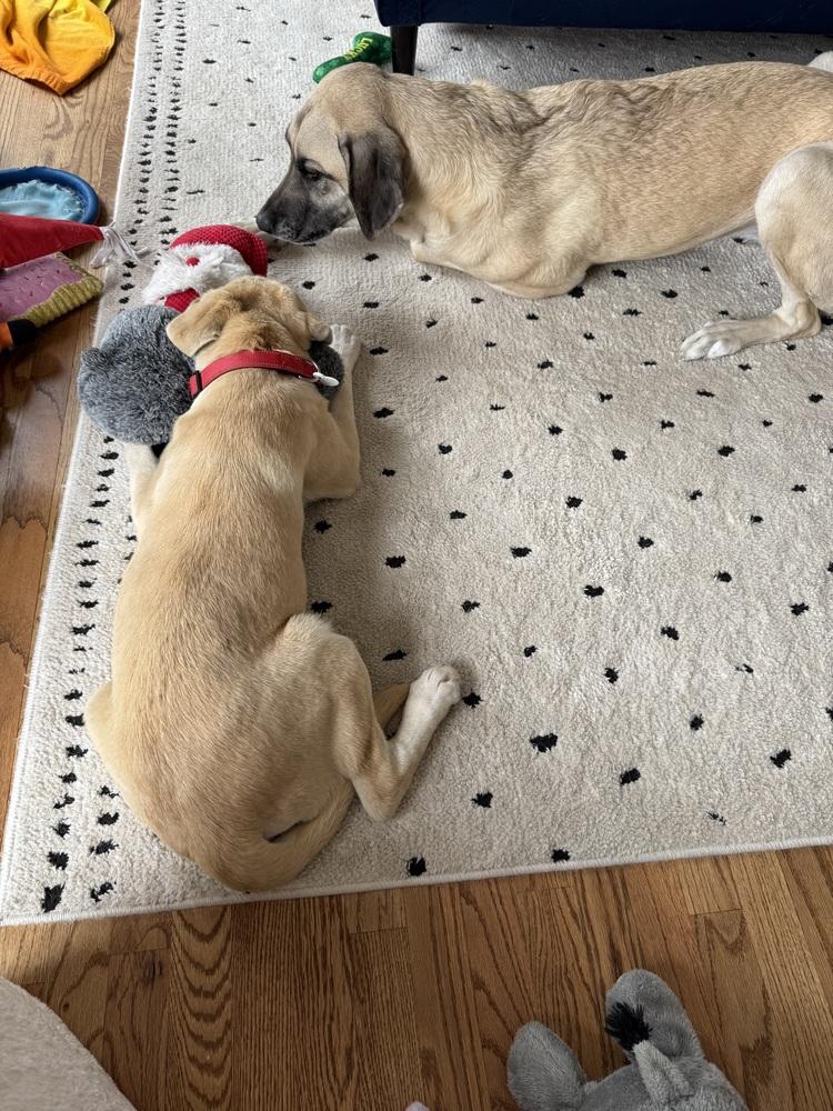 Enlarge Chabot / Skipper, a Adopted mixed breed in Broomfield, CO image 2/6