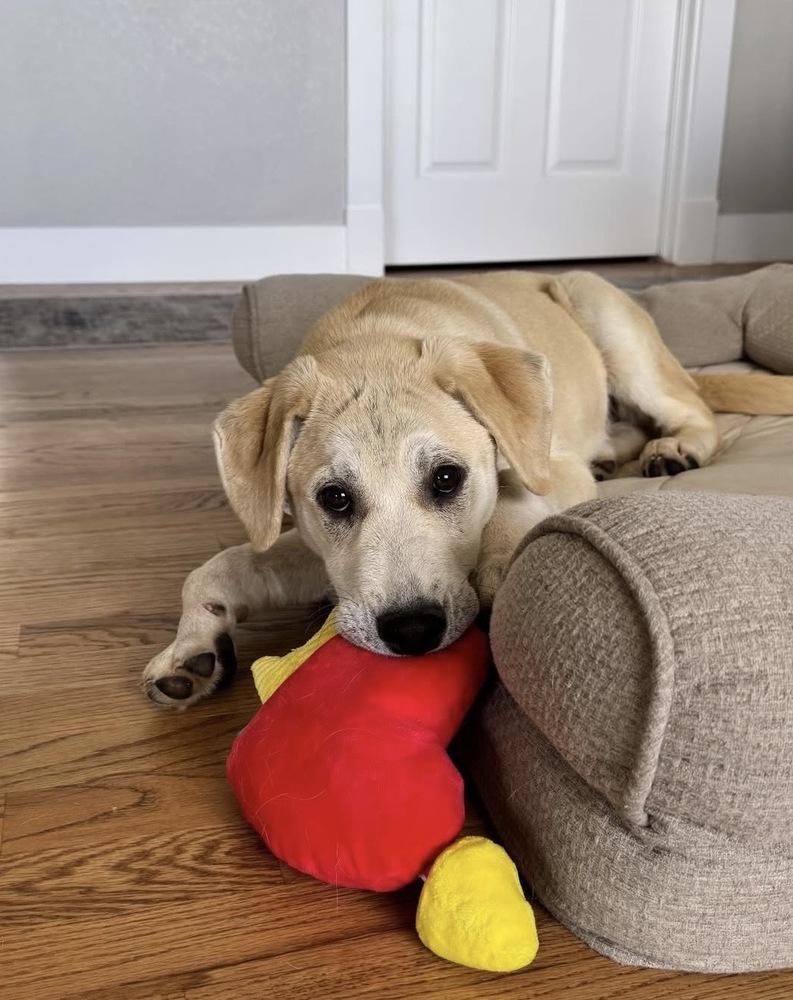 Enlarge Chabot / Skipper, a Adopted mixed breed in Broomfield, CO image 3/6