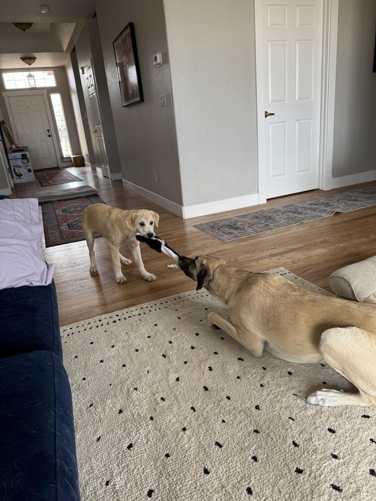 Enlarge Chabot / Skipper, a Adopted mixed breed in Broomfield, CO image 5/6