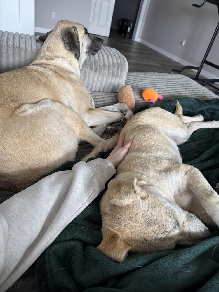 Enlarge Chabot / Skipper, a Adopted mixed breed in Broomfield, CO image 6/6