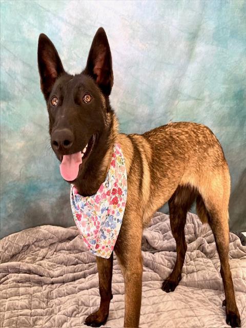 BRANDY, Adoptable, Young Female Belgian Shepherd / Malinois.